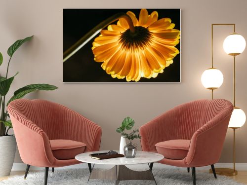 beautiful gerbera flower isolated on black