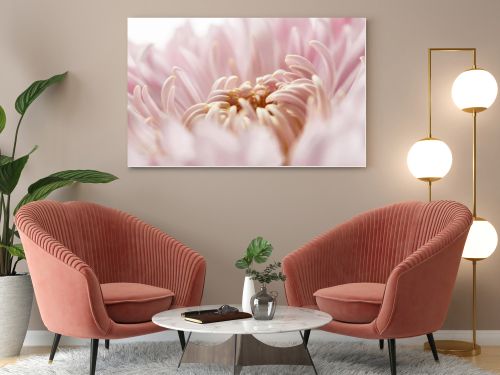 close up view of pink chrysanthemum isolated on white