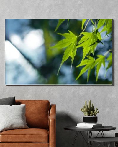 Close up view of green maple leaves, panoramic shot