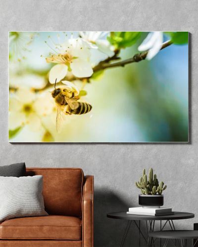 Close-up photo of a Honey Bee gathering nectar and spreading pollen on white flowers of white cherry tree. Important for environment ecology sustainability. Copy space