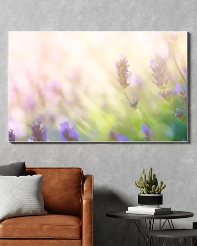 Summer floral landscape  beautiful summer lavender flower against evening sunny sky  nature landscape background.