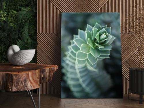 close up of beautiful succulent with blurred background