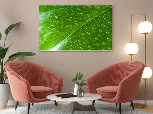 close up view of green leaf with water drops 