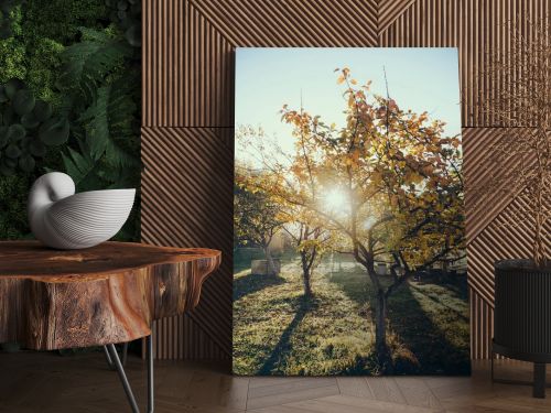 sun shining through autumnal golden tree in garden in Vorokhta, Carpathians, Ukraine