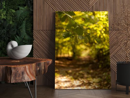 selective focus of scenic autumnal forest with golden foliage and path in sunlight