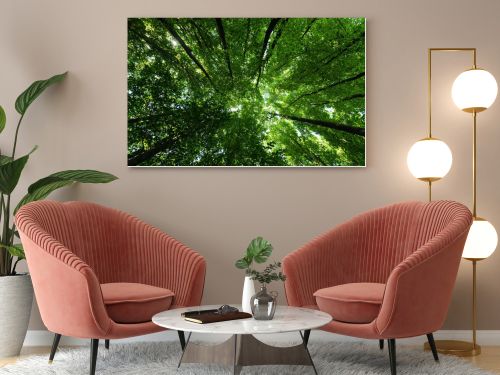 bottom view of trees with green and fresh leaves in summertime 