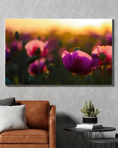 Beautiful scenic landscape, blooming papaver somniferum or opium poppy field in golden hour of sunset, selective focus
