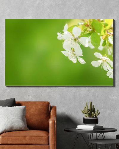 .te Apple blossoms flowers, on green nature background