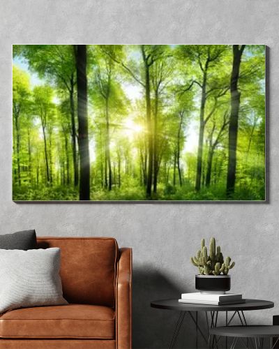 Extra wide panorama of an amazing scenic forest with fresh green beech trees and the sun casting its rays of light through the foliage