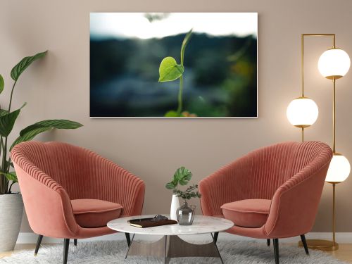 Green heart leaf in nature background