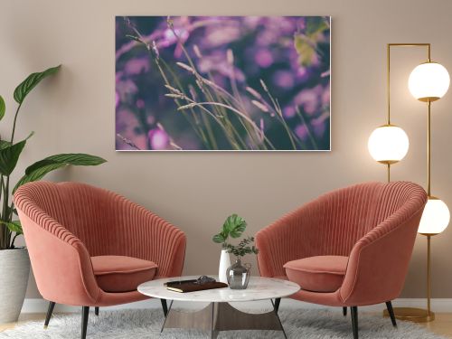 Young shoots of lavender. Flowering Lavender field in summer
