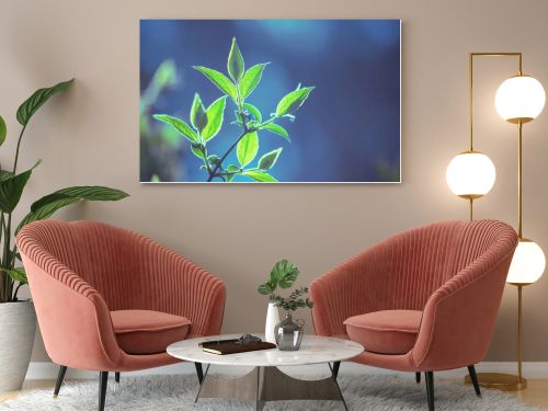 Branches of Willow tree with young leaves in early spring. Spring leaves of tree forest or garden, foliage bokeh. Blue green vintage color. Nature background