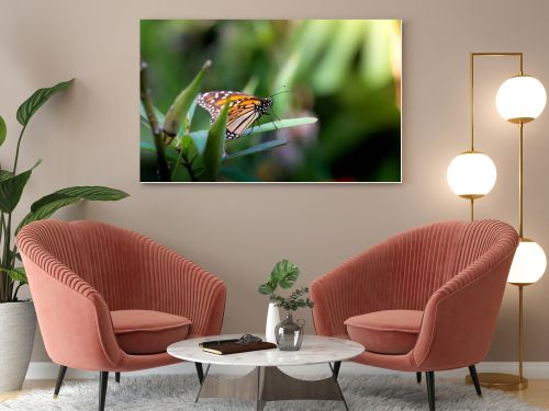 Monarch butterfly is staying on a green plant in garden