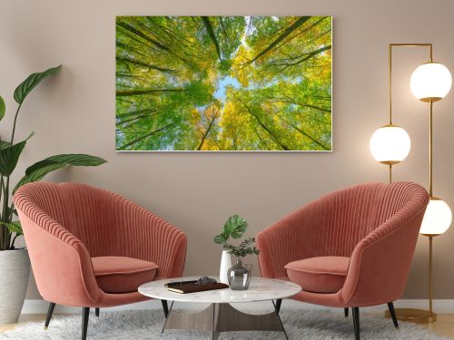 Autumn forest with setting sun shining through leaves and branches. Nature, forestry, Trees, habitat, environment and sustainability concepts, desktop