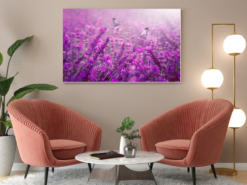 Lavender flower field, Blooming Violet fragrant lavender flowers.