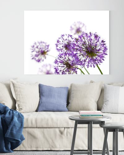 Beautiful Allium / abstract on white