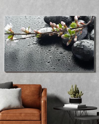 Wet Zen Spa Stones And Sakura Blossom