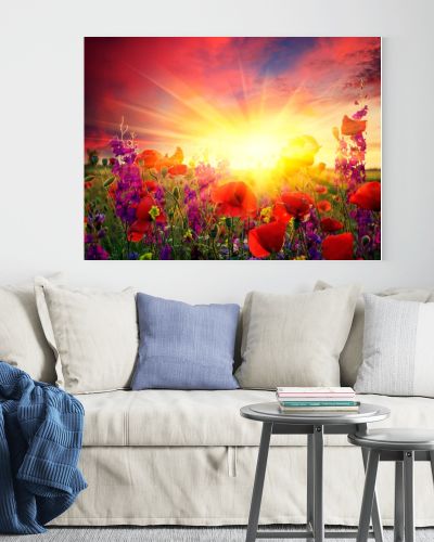 Field of flowering poppies