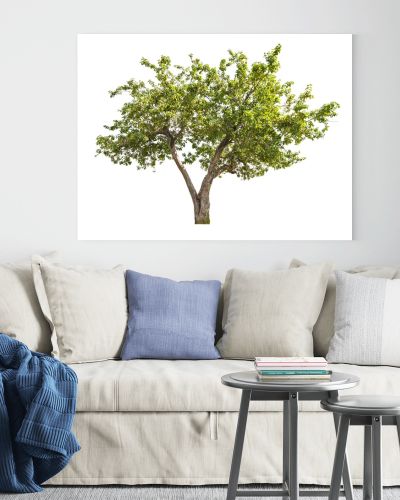 isolated apple-tree with small fruits