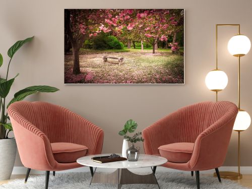 Cherry Blossoms and Bench