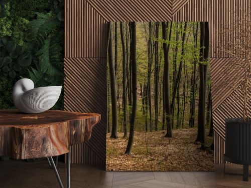 Trees with green leaves in mountain forest 