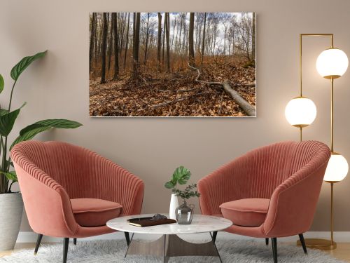 Fallen leaves on ground in mountain forest