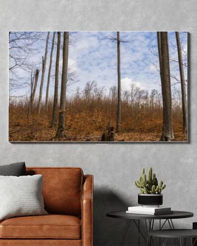 Trees in mountain forest and sky at background, banner 