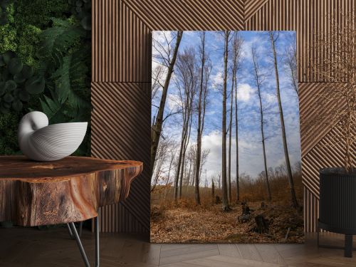 Wide angle view of trees and sky in mountain forest 