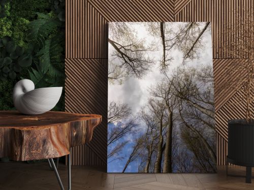 Bottom view of trees and sky in forest in autumn 