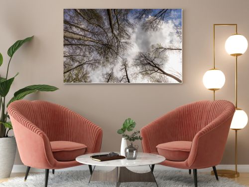 Bottom view of trees and sky in forest 