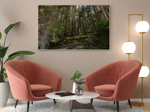 Scenic view of spruce forest with sunlight on ground 