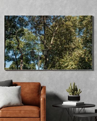 Lantern and trees with blue sky at background, banner 