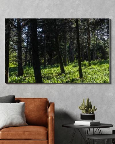 Trees and green grass with sunlight in forest, panoramic shot