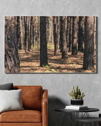 panoramic crop of tree trunks in summer woods 