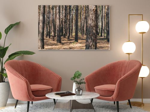 selective focus of tree trunks in summer woods 