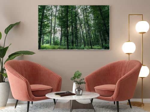 dramatic shot of green forest on cloudy day