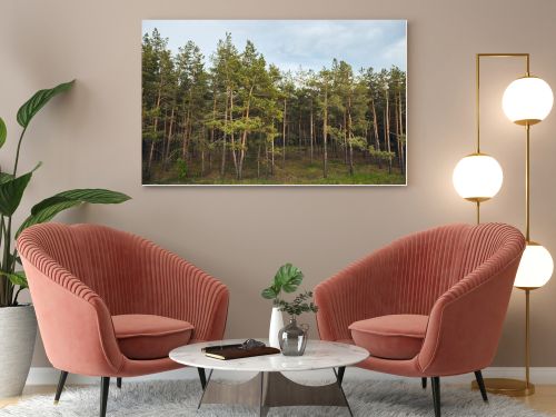 Landscape of pine forest with trees under blue sky