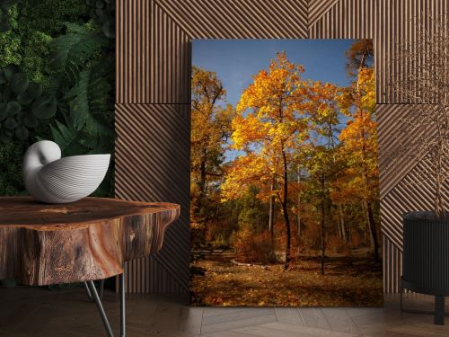 trees with yellow and green leaves in autumnal park at day 