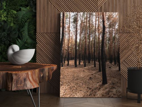 ground and tall trees in summer forest 