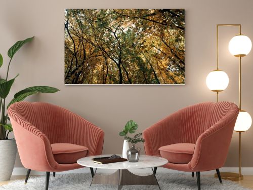 Bottom view of autumnal trees with twigs in forest 