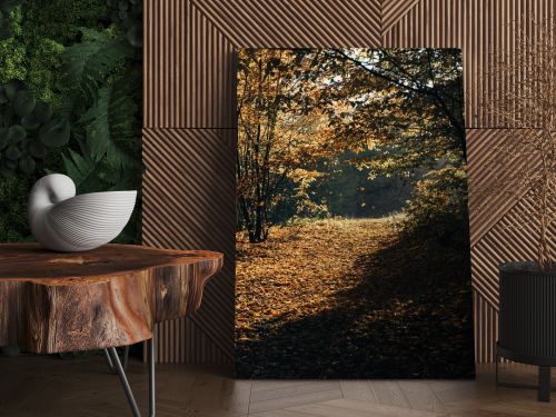 Sunlight on fallen yellow leaves in autumn forest 