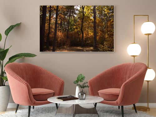 scenic autumnal forest with trees in sunlight