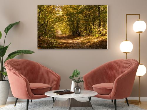 picturesque autumnal forest with golden foliage and path in sunlight