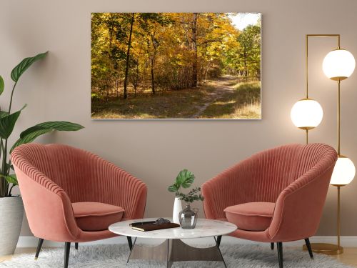 scenic autumn forest with golden foliage and path in sunlight