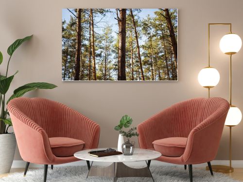 scenic autumnal forest with wooden tree trunks in sunlight