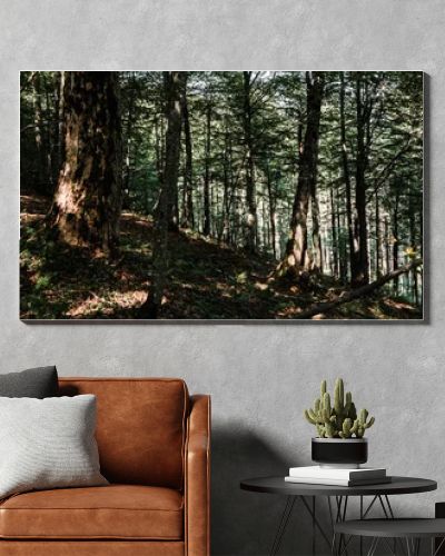 panoramic shot of shadows on ground near trees with green fresh leaves in forest 