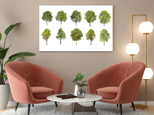  tree isolated on white background ,The collection of trees. Large trees database Botanical garden organization elements of Asian nature in Thailand, tropical trees isolated used for design,