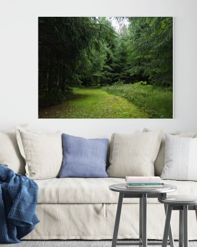 beautiful green forest in summer