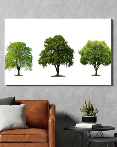 Three beautiful tree isolated