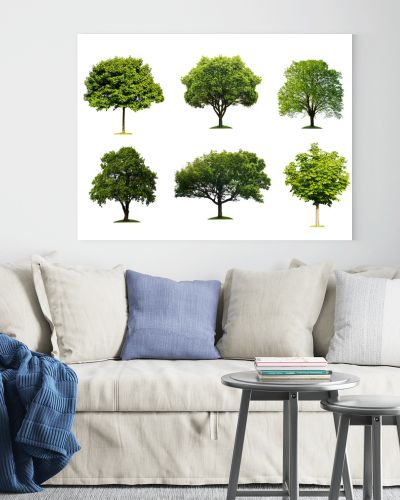 Collection of isolated summer tree